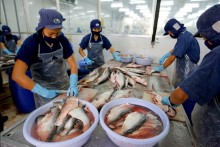 Catfish king ready to hook exports on free trade deals