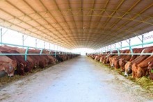 Vietnam's business tycoons turn to farming
