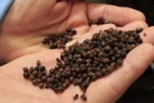 Vietnam's coffee growers turn to pepper as prices soar